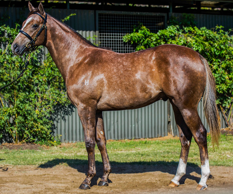 lot 201